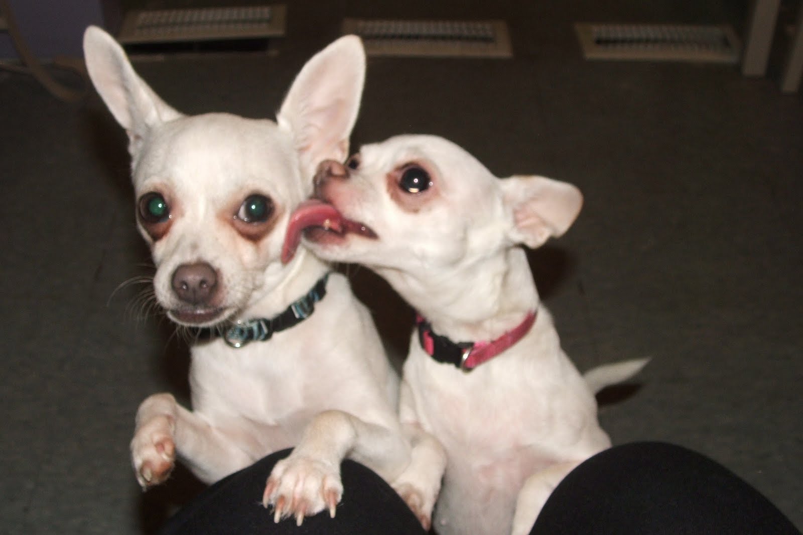 If you love animals like we so