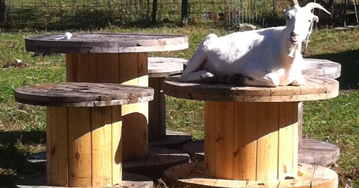 Country Life Toys and Goats