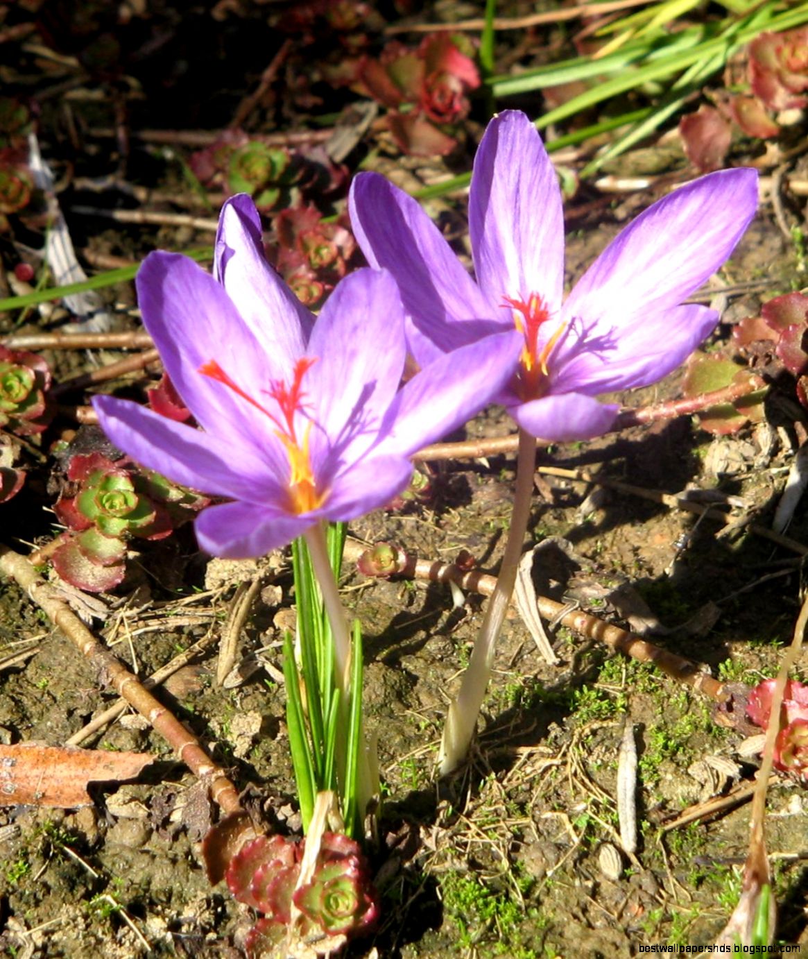 Crocus Wikipedia the free encyclopedia Crocus Wikipedia the free encyclopedia