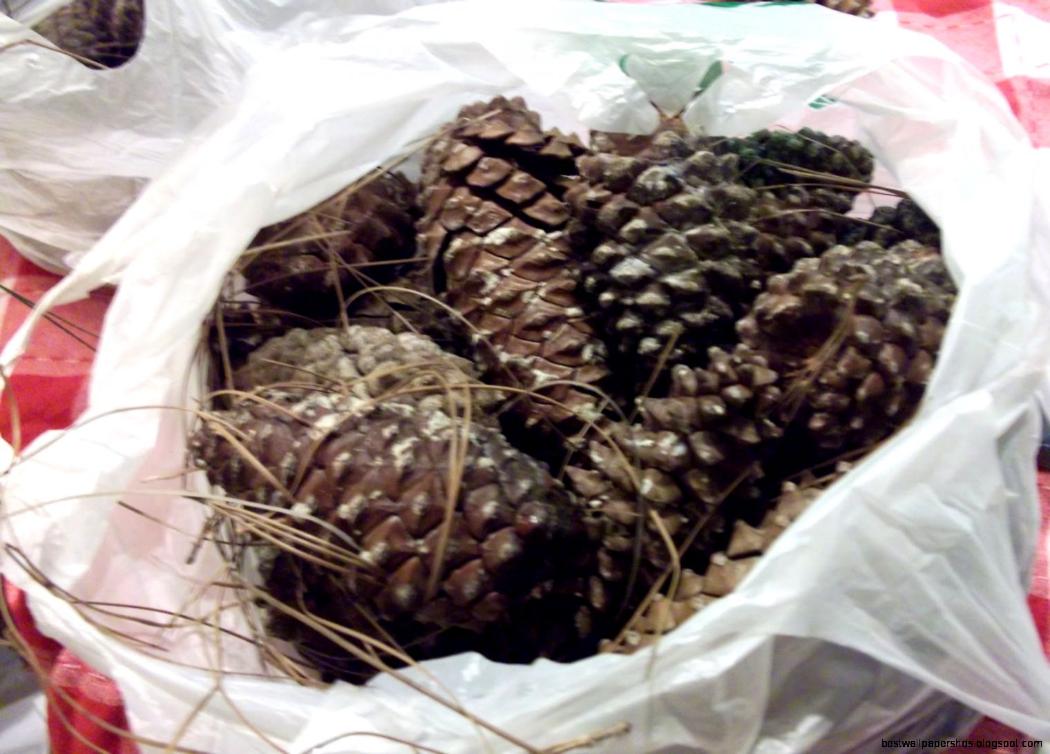 Pine Cone Closed Pine Cone Closed