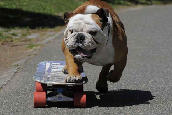bulldog en patineta bulldog en patineta