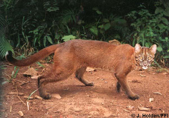 Malaysian Wild Cat Malaysian Wild Cat