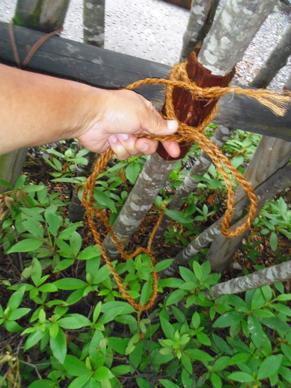 植木一筋42年 結束 支柱 鳥居型 と植木の結束方法 杉皮 棕櫚縄 シュロナワ は水で濡らして使用する