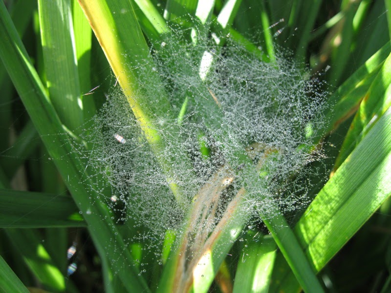 Plants and Stones Dew Drops in the Garden