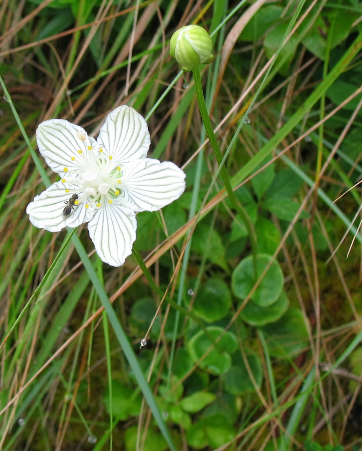 Using Native Plants Native Plants of the Southeast (the book)