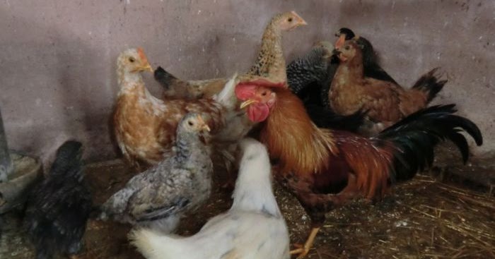 JOSEBAMIEL EROA: Noticias del gallinero (foto)