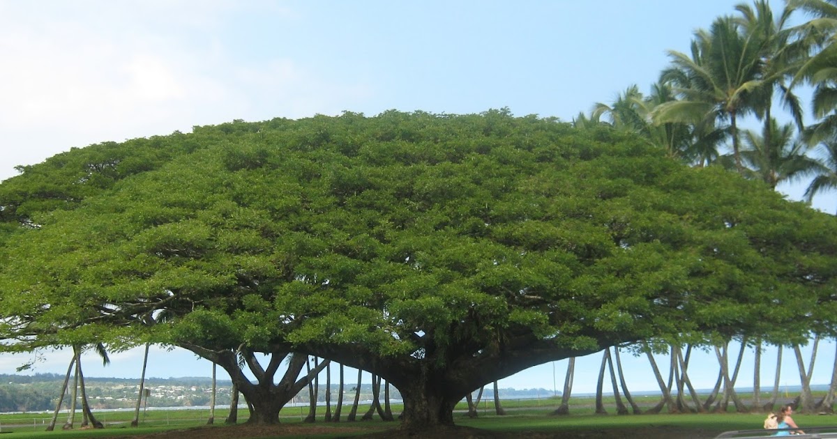Garden Guy Hawaii Planting Trees At the Right Level