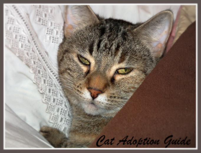 Cat Adoption Guide 01/01/2013 02/01/2013