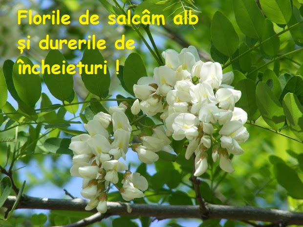 Sanătatea De Acasă Florile De Salcam Alb și Durerile De Incheieturi