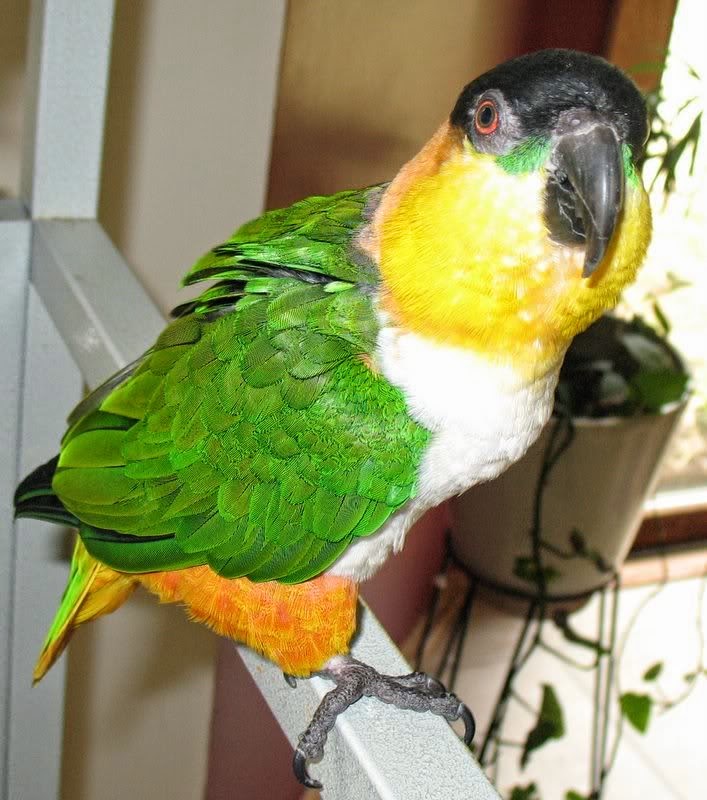 عالم الطيور المميزة ببغاء الكايك caiques parrots