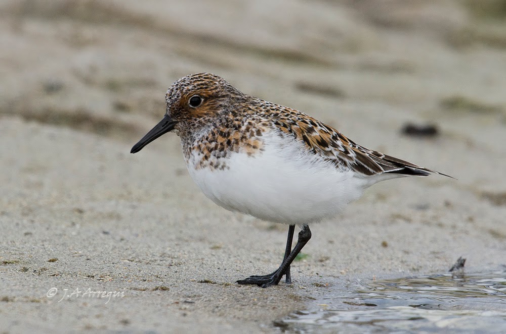 Correlimos tridactilo, Calidris alba, Sanderling Correlimos tridactilo, Calidris alba, Sanderling