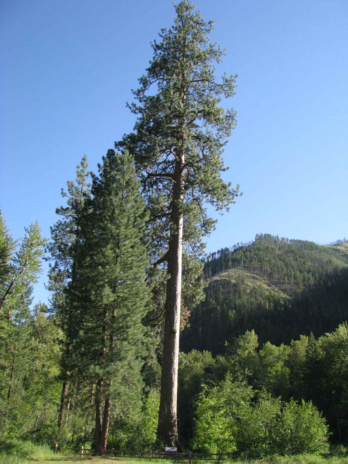 A Naturalist's Nexus Trees...really big ones