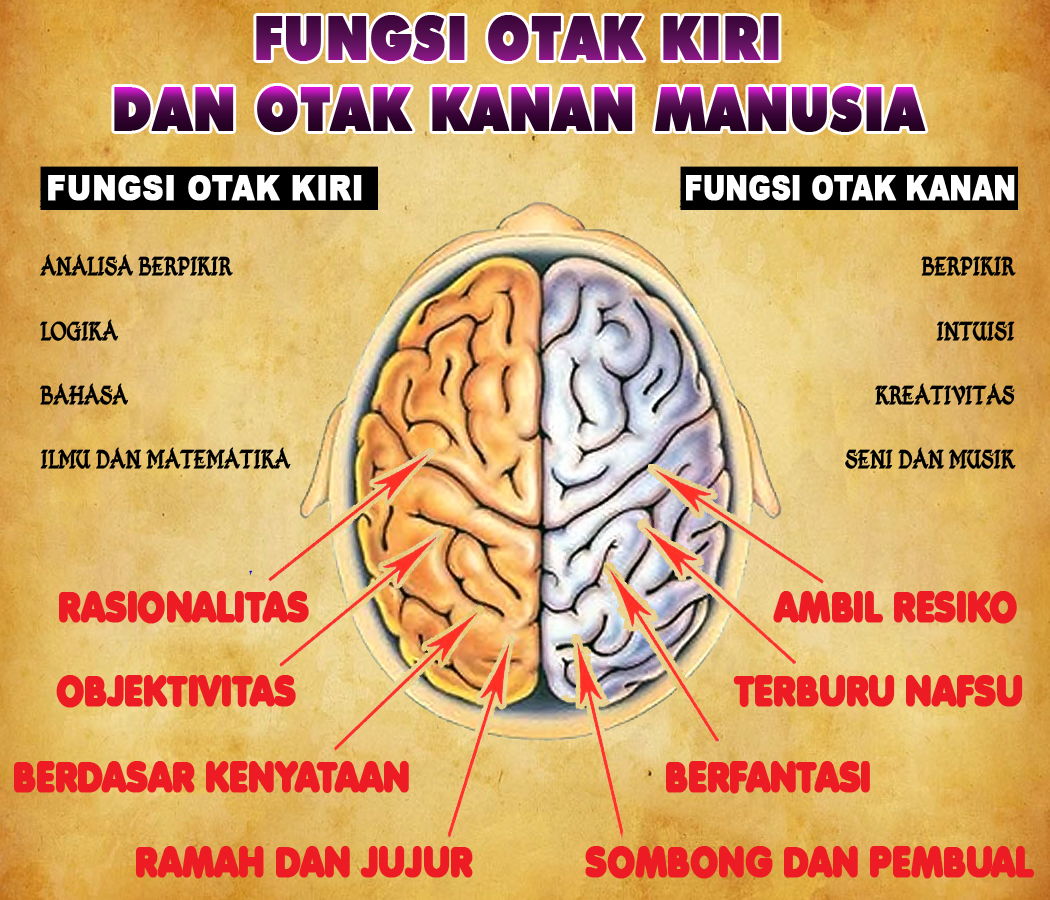 Perbedaan dan Fungsi Otak Kanan dan Otak Kiri