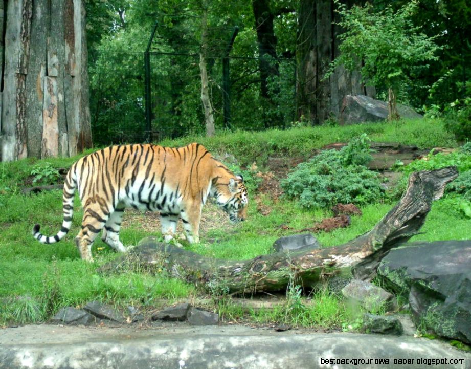FileTiger zoo magdeburg   Wikimedia Commons FileTiger zoo magdeburg   Wikimedia Commons