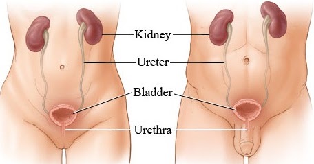 The Kidneys and Bladder | Fine Fitness