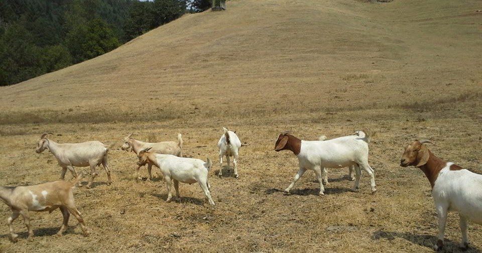 Campbell Club Calves 25 male meat goats for sale
