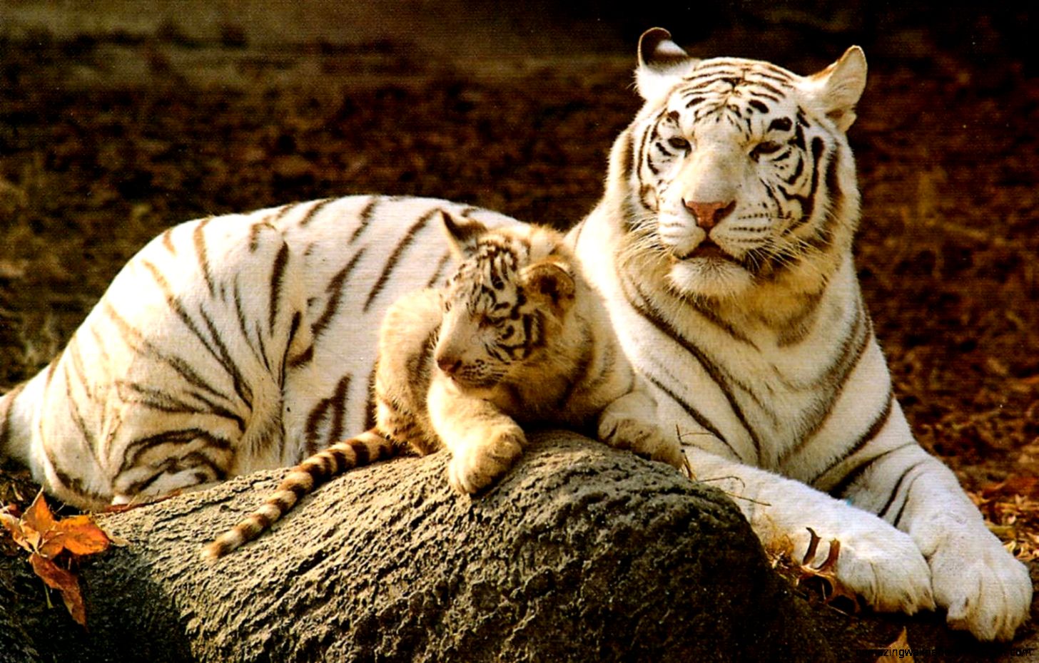 White baby tiger pictures wallpaper White baby tiger pictures wallpaper