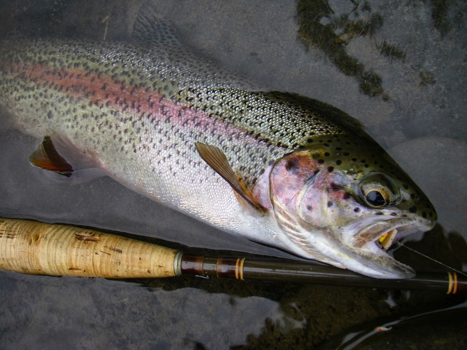DRY LINE STEELHEAD OREGON Trout Skating Binge