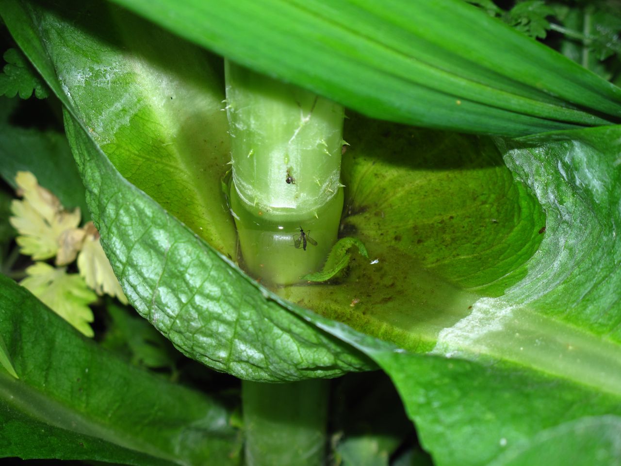 insect eating plants uk