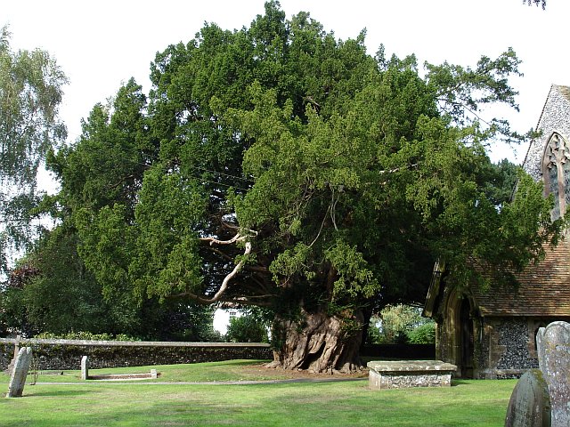 english yew tree