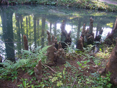 交野市・大阪市立大学 理学部付属 植物園 ラクウショウの膝根（しっこん）