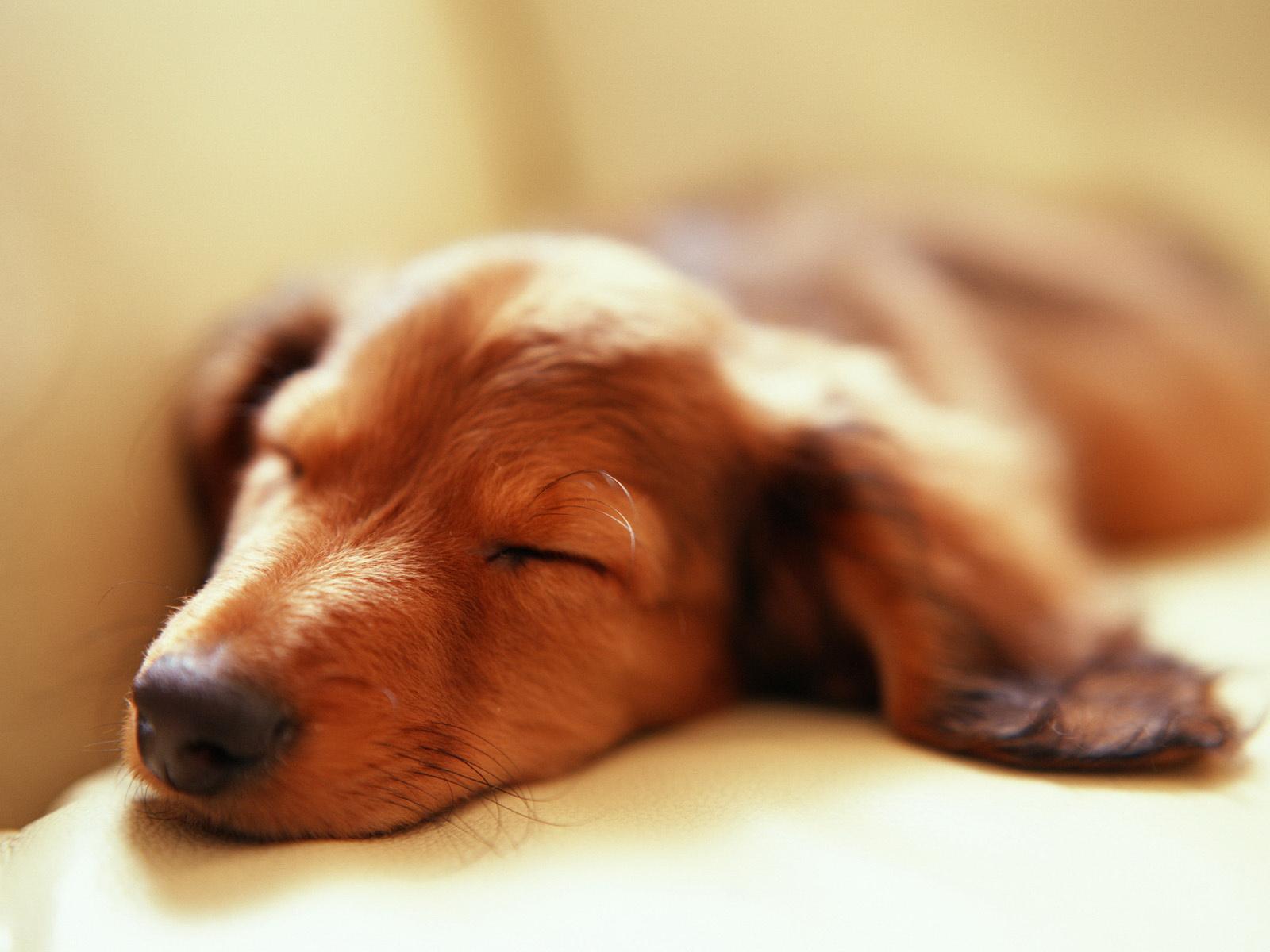 http://3.bp.blogspot.com/-rbxvT6-rydI/T1xpgMQo2xI/AAAAAAAABhE/yansl_d9Uok/s1600/Best+sleeping+dog+wallpaper.jpg