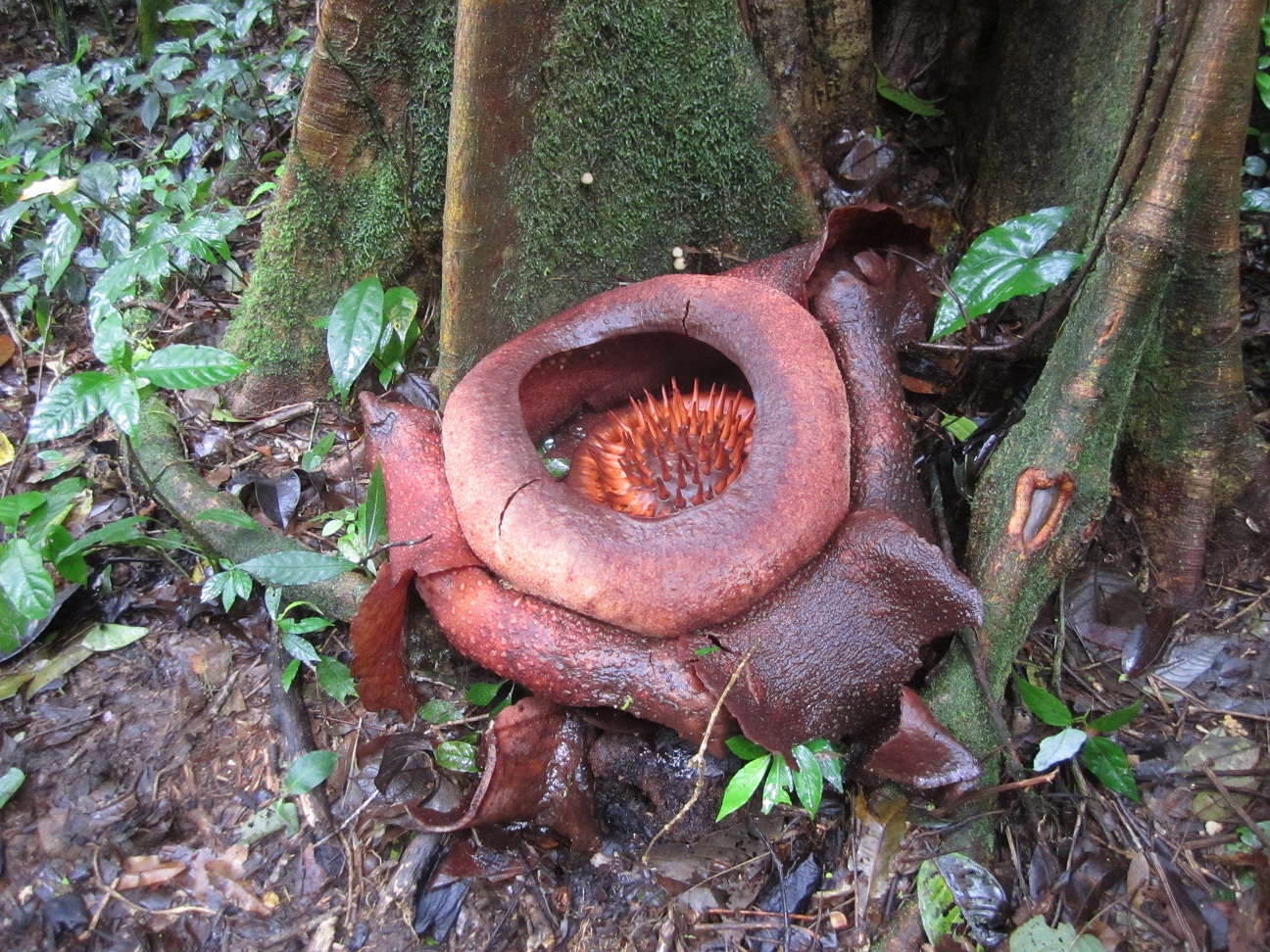 Wonders of the World Rafflesia, the world's largest flower