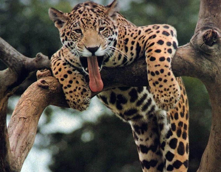 Leopardo colgado