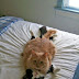 20 Cats Caught In The Act