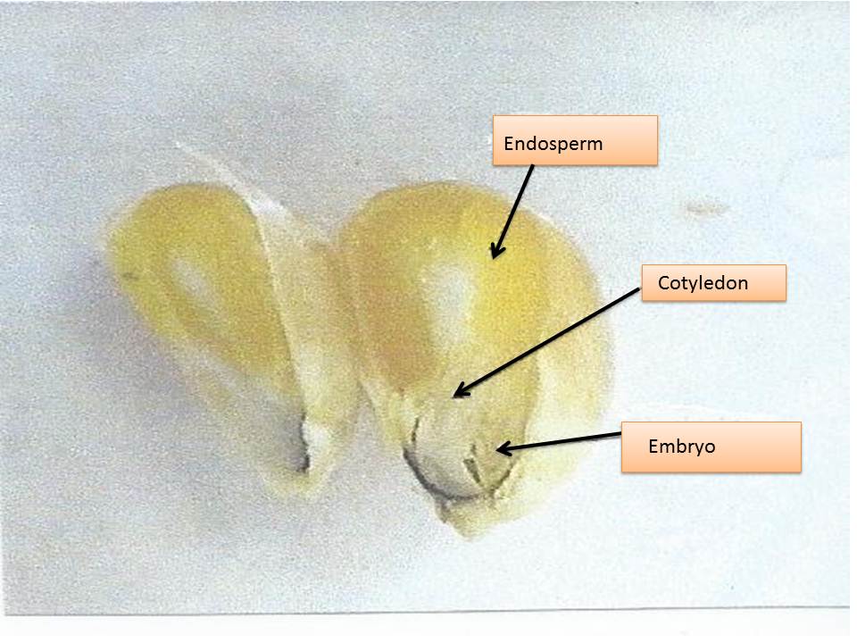 Ritter's AP Bio Plant Baby Book March 2012