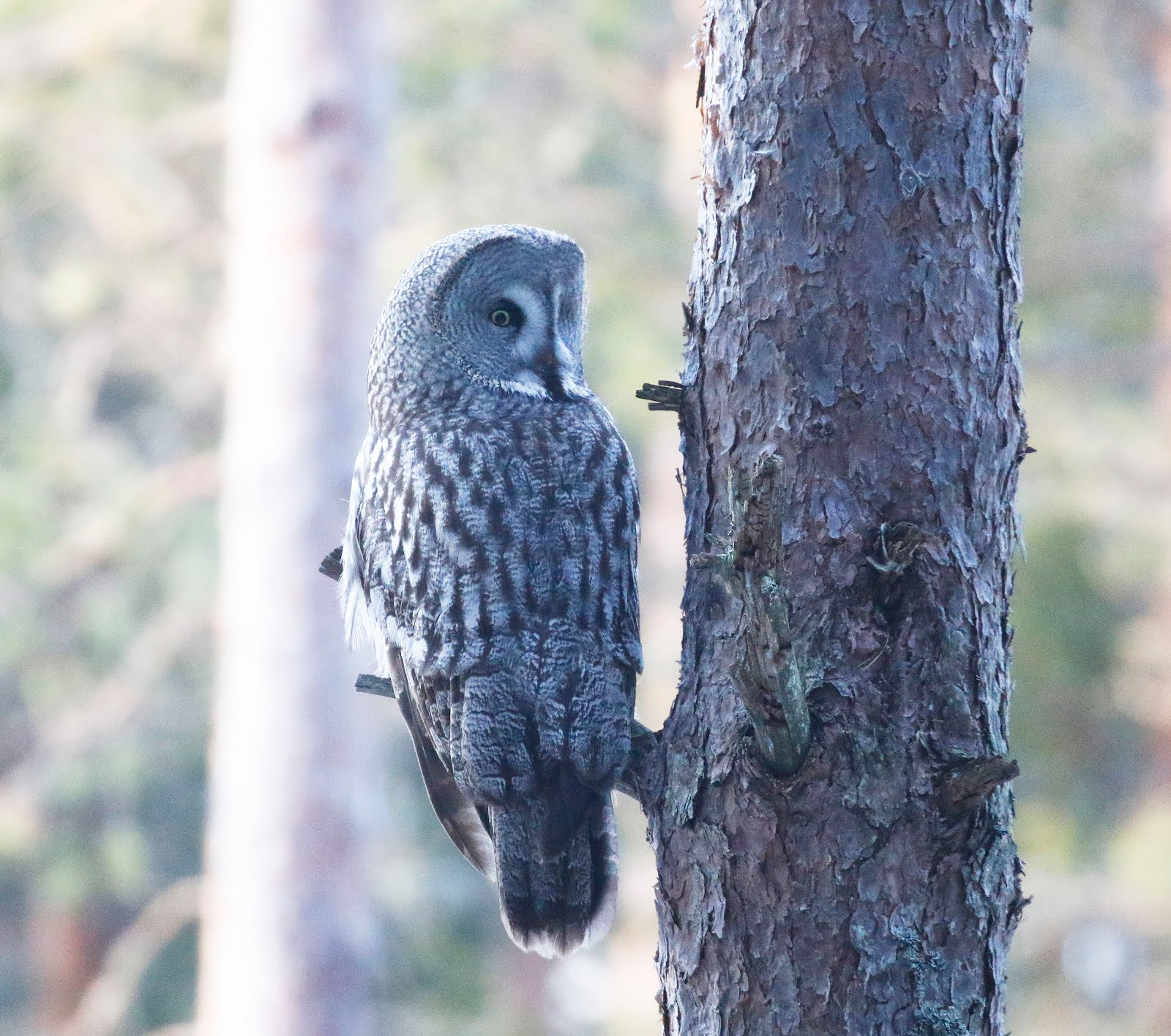 Great Grey Owl