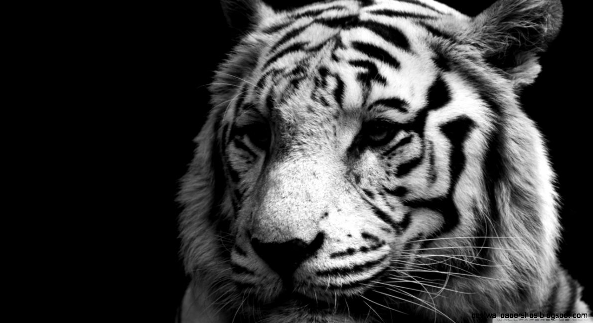 Tiger Black And White HD desktop wallpaper Widescreen High Tiger Black And White HD desktop wallpaper Widescreen High