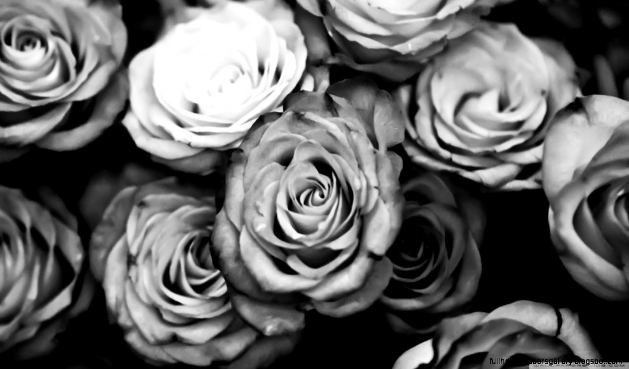 Black And White Rose Wallpaper Hd Background 9 HD Wallpapers Black And White Rose Wallpaper Hd Background 9 HD Wallpapers