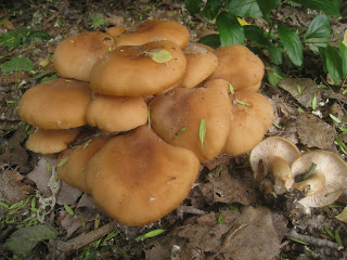 mushrooms june mushroom naturalist distracted lyophyllum fried chicken group