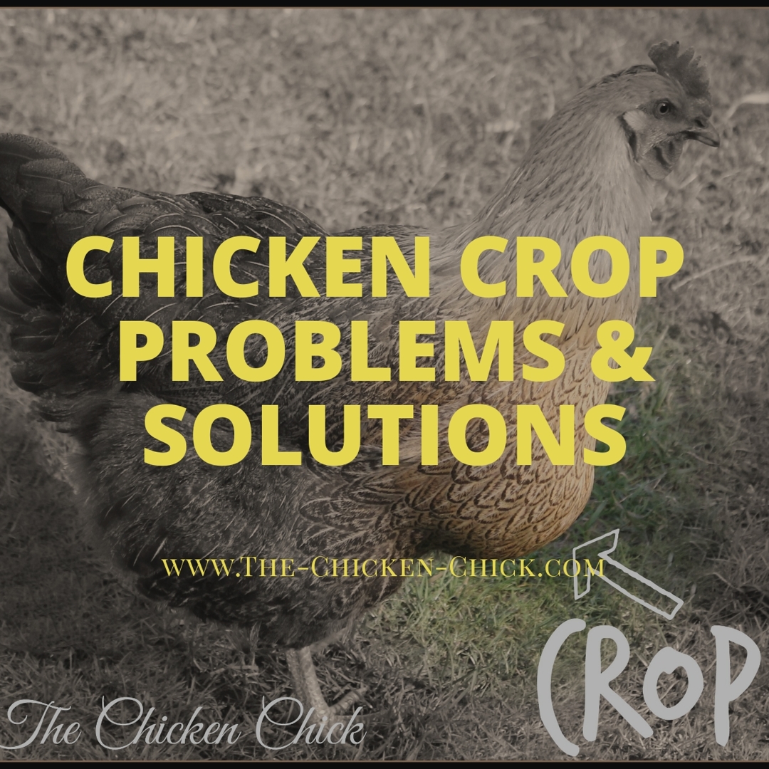 Chicken Anatomy The Crop, Impacted Crop & Sour Crop The Chicken Chick®