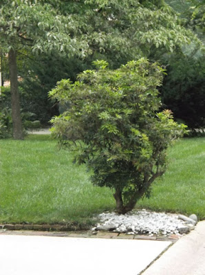 Future Plants By Randy Stewart Pieris