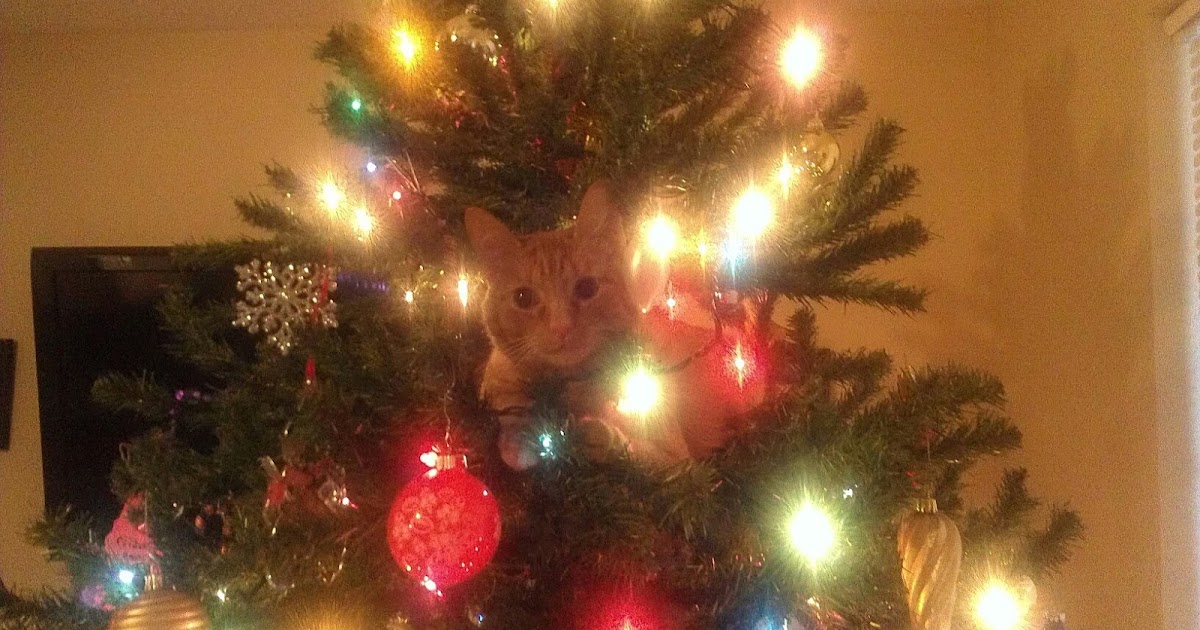 Life, Kids and trying to keep my sanity Keep your cat out of the