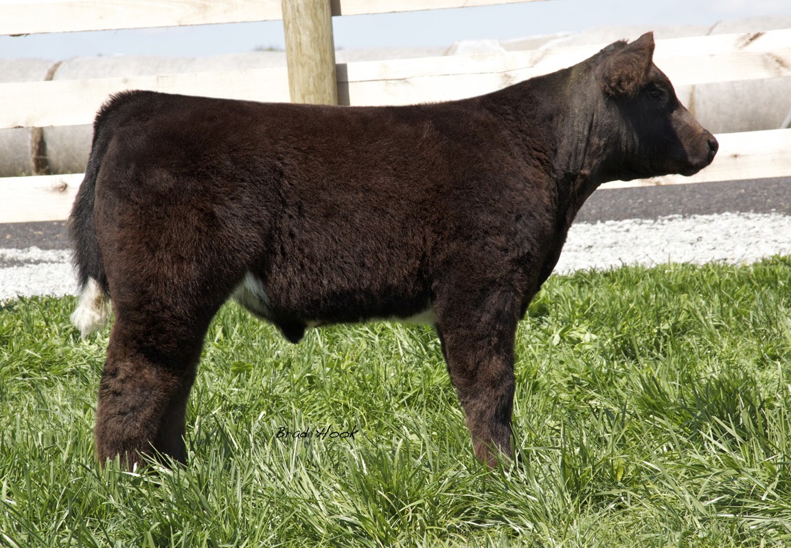 Trausch Farms Awesome Eye Candy Bull Calves Selling