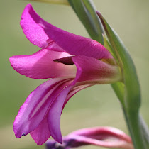 http://wild-flowers-of-europe.blogspot.nl/2015/06/gladiolus-italicus.html