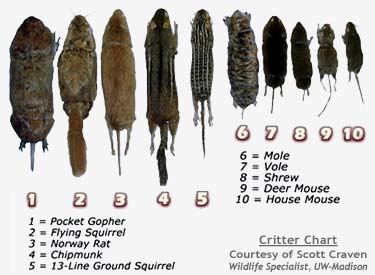 hawkwatch at the franklin institute locked talons more bib mousse size chart