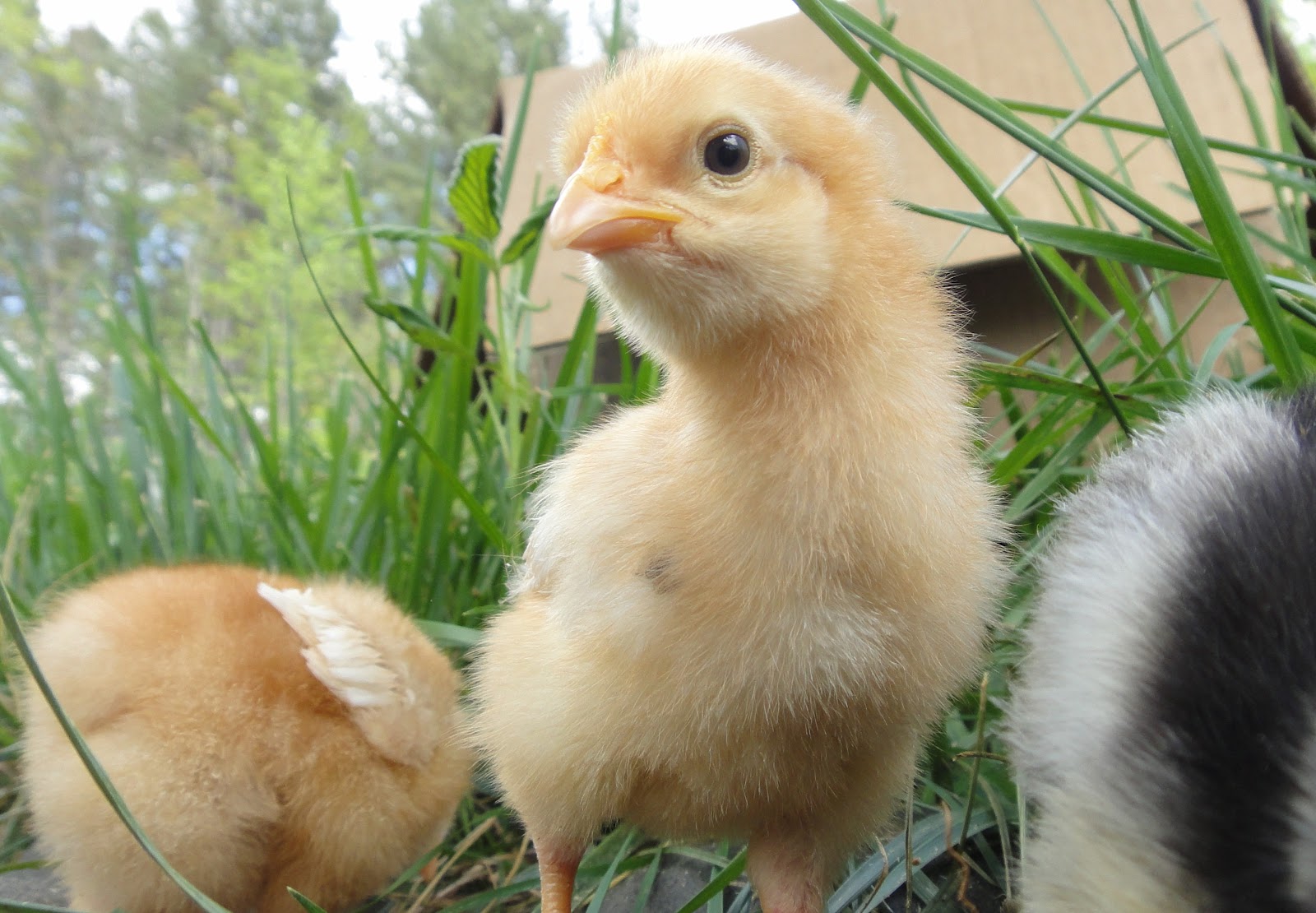 Ken Ilgunas Spring chickens