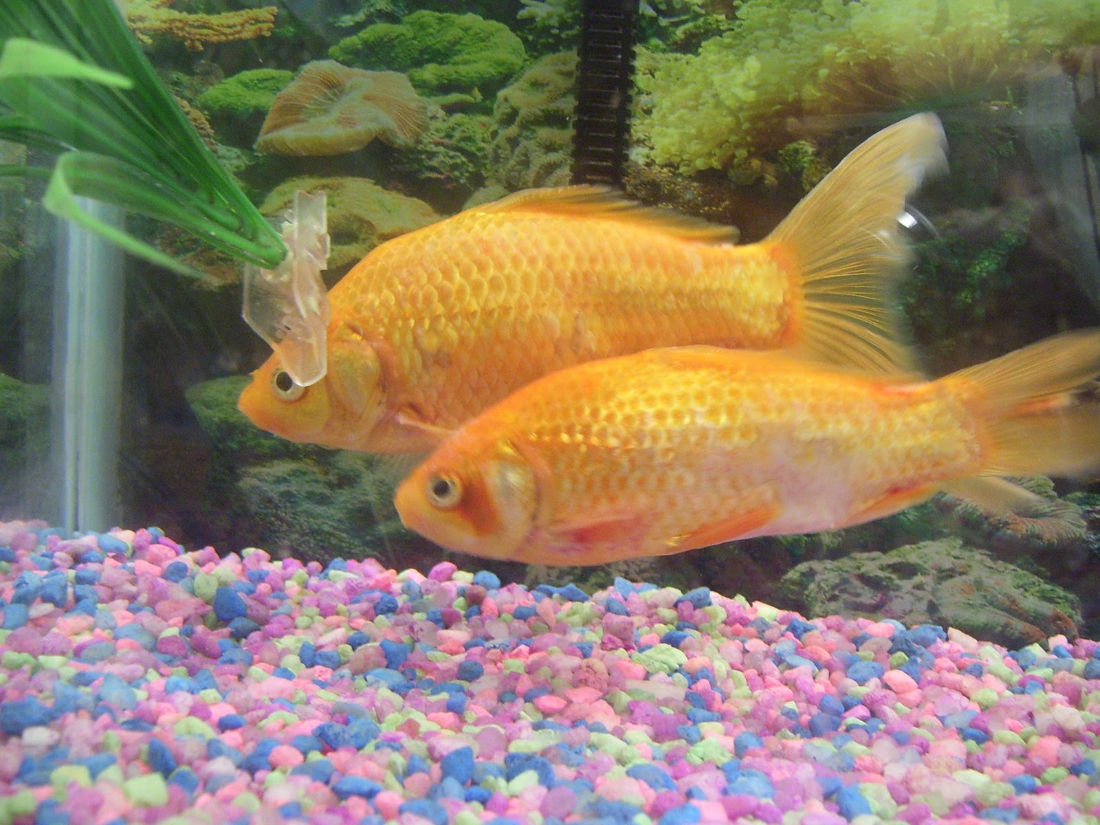 koi-pond-water-ammonia.jpg