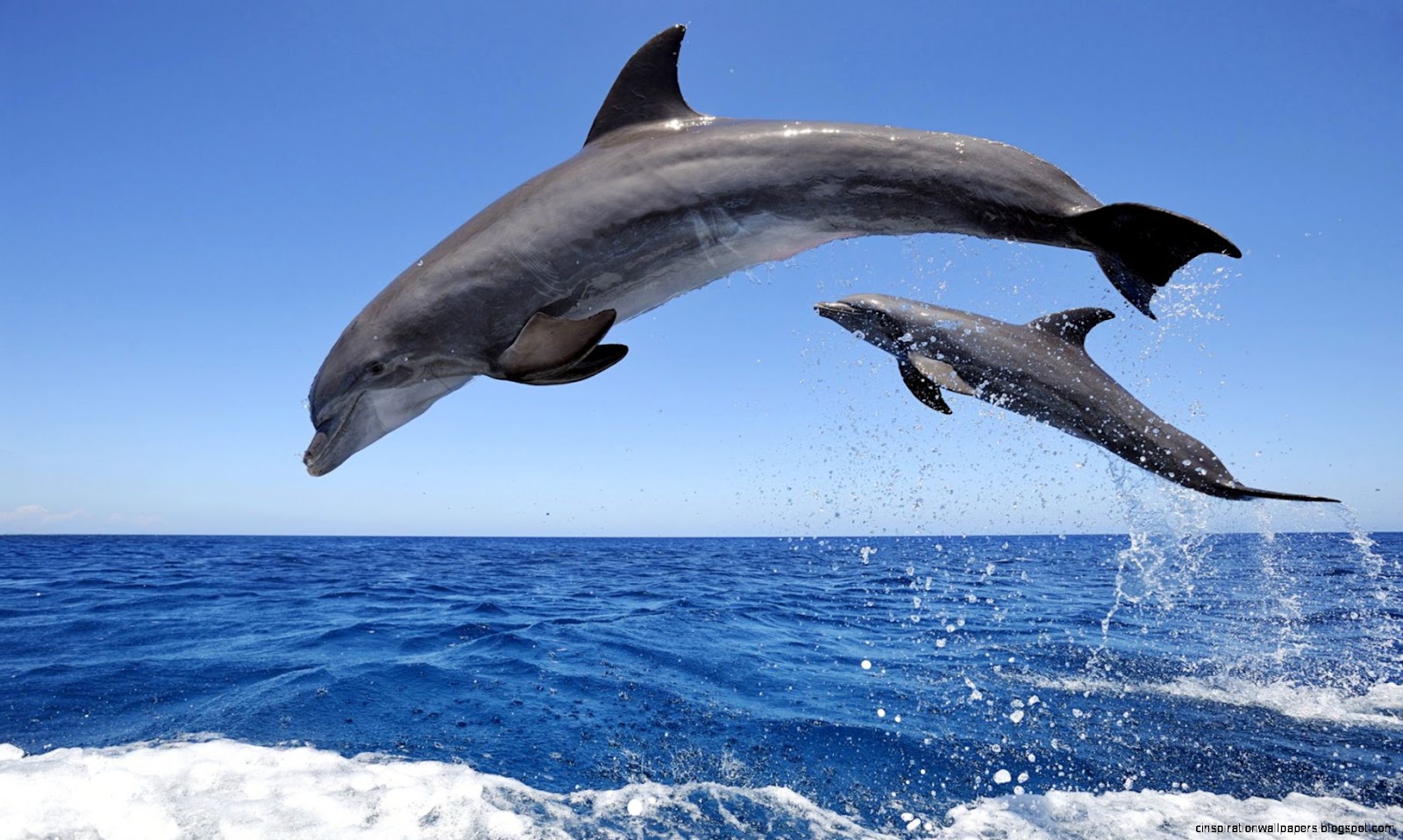 Jumping Dolphin Ocean Jumping Dolphin Ocean
