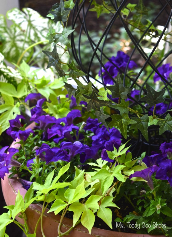 Pretty Container Gardens...As Easy as 1-2-3 | Ms. Toody Goo Shoes Pretty Container Gardens...As Easy as 1-2-3 | Ms. Toody Goo Shoes