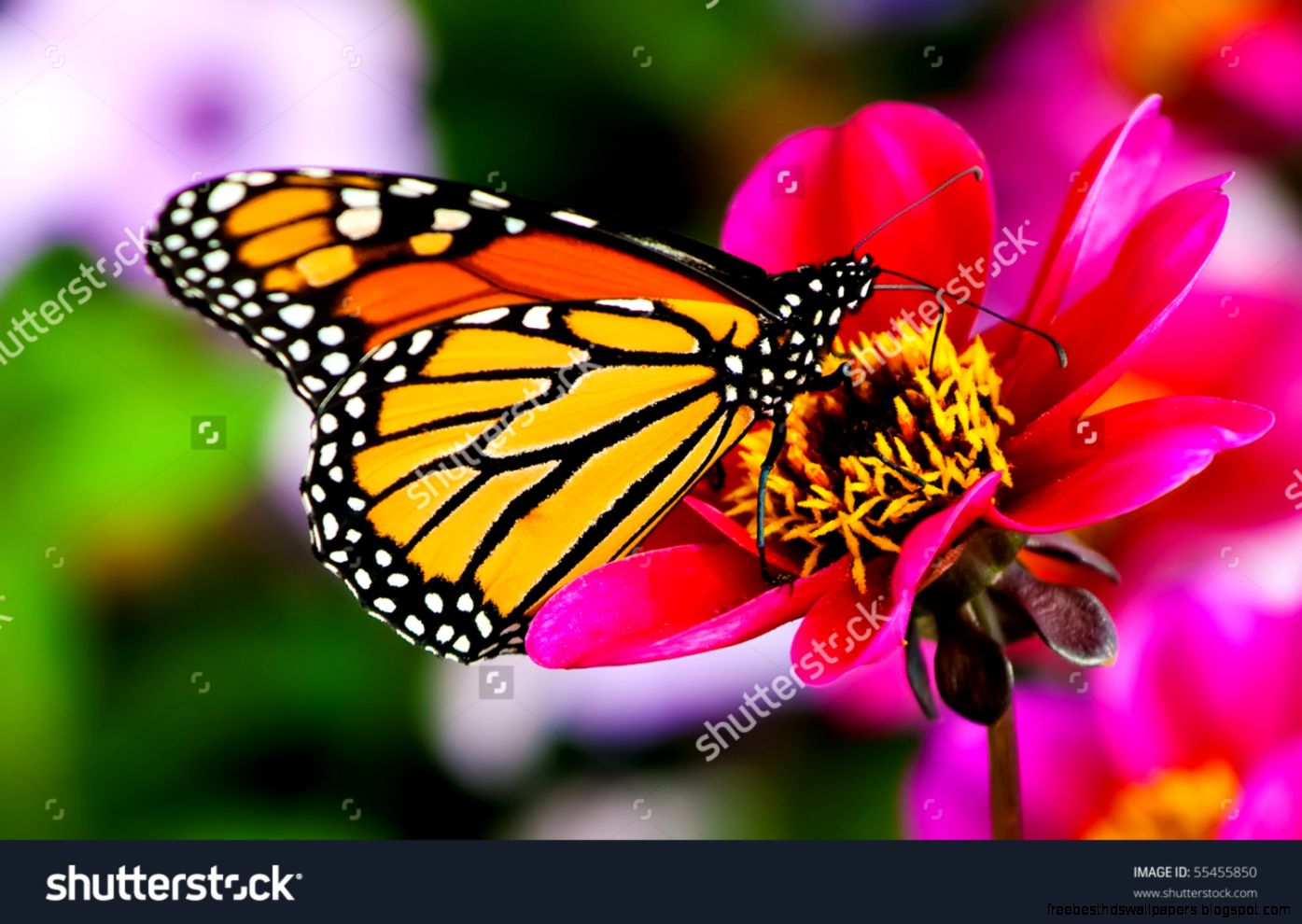 Butterfly Flower Stock Photos Images Pictures Shutterstock Butterfly Flower Stock Photos Images Pictures Shutterstock