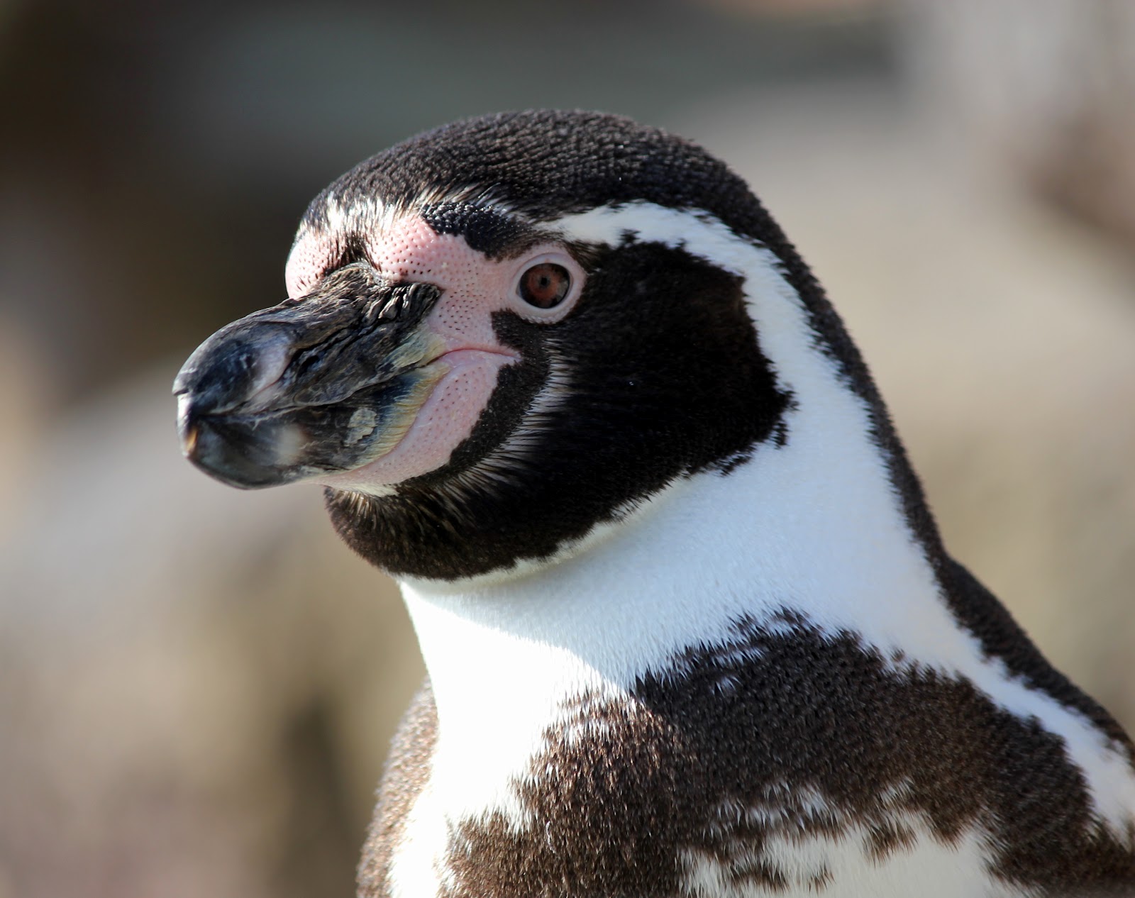 Baby Humboldt Penguin