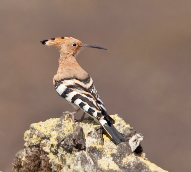 Bungling Birder Lanzarote