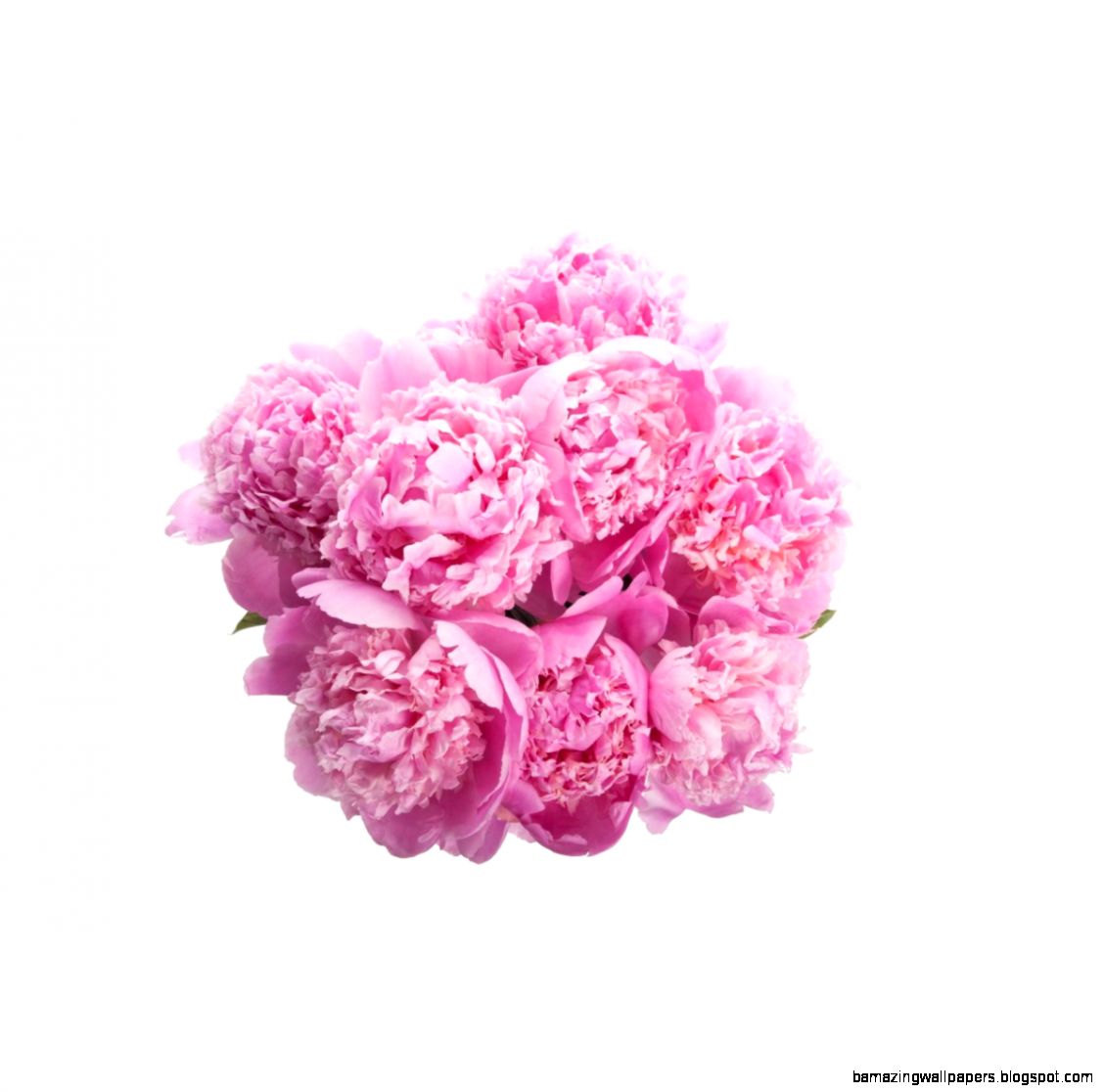 Hot Pink Peony Bouquet Flower Muse Hot Pink Peony Bouquet Flower Muse