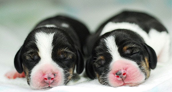 KMedia Das OnlineMedium Koreanische Forscher klonten leuchtenden Hund