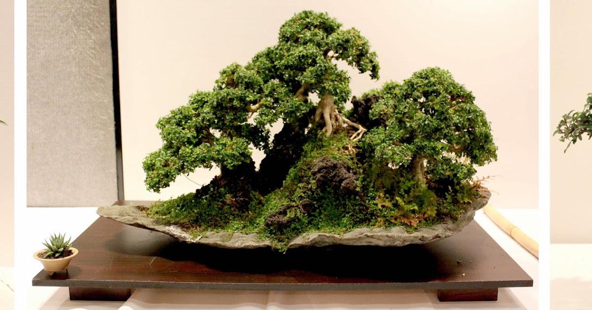 Bonsai Skosh Sydney Bonsai Spectacular 2013